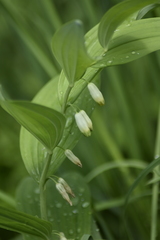 Polygonatum humile