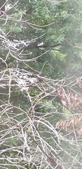 Poecile carolinensis