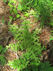 Aureolaria pectinata