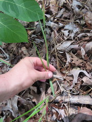 Dichanthelium angustifolium