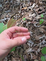 Dichanthelium angustifolium