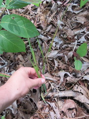 Dichanthelium angustifolium