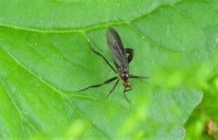 Rhamphomyia longicauda