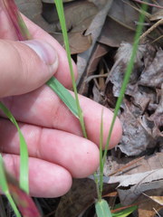 Dichanthelium angustifolium