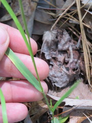 Dichanthelium angustifolium
