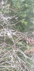 Poecile carolinensis
