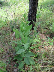 Silphium glutinosum