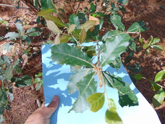 Quercus laurina