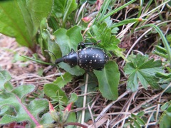 Liparus glabrirostris