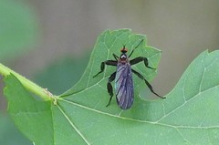 Rhamphomyia longicauda