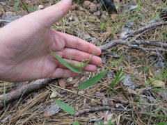 Dichanthelium ravenelii