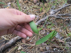 Dichanthelium ravenelii