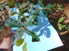 Quercus laurina