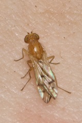 Opomyza florum