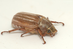 Polyphylla occidentalis