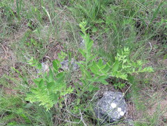 Lithospermum decipiens