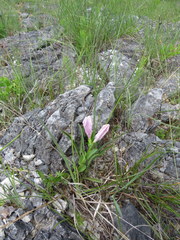 Spigelia alabamensis