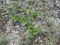 Spigelia alabamensis