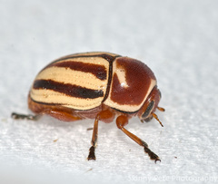 Zygogramma suturalis