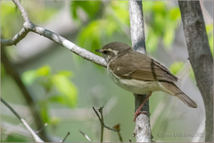 Phylloscopus tenellipes