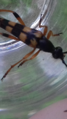 Strangalia attenuata