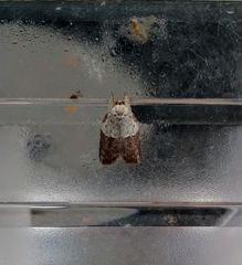 Giaura lichenosa