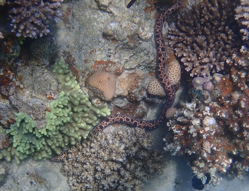 Tiger Snakemoray — seen at this dive site