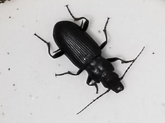 Diplous californicus