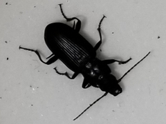 Diplous californicus