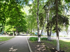 Betula