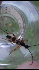 Strangalia attenuata