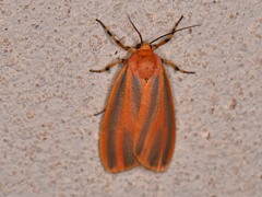 Hypoprepia miniata