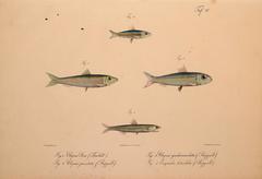 Shorthead Anchovy photo 2