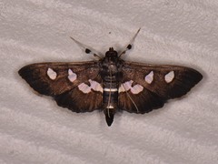 Desmia subdivisalis