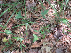 Callirhoe alcaeoides