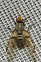 Otites formosa