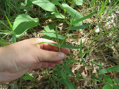 Dichanthelium malacophyllum