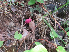 Clematis glaucophylla