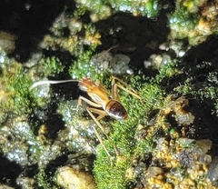 Formicidae