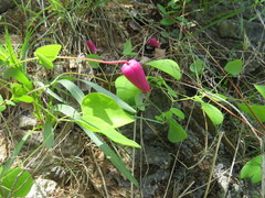 Clematis glaucophylla
