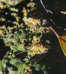 Formicidae