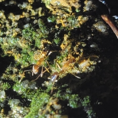 Formicidae