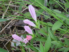 Spigelia alabamensis