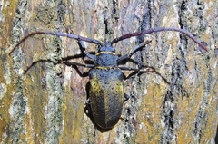 Cerambycidae