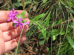 Phlox amoena