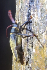 Cerambycidae