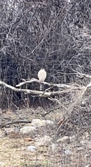 Accipiter cooperii