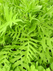 Cirsium alsophilum