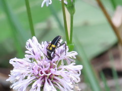 Typocerus lunulatus