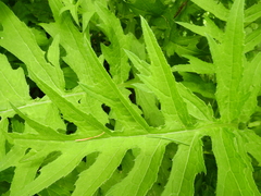 Cirsium alsophilum